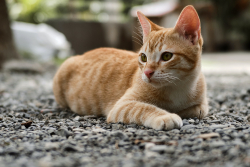 Cat in street