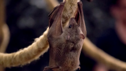 Image of Bat