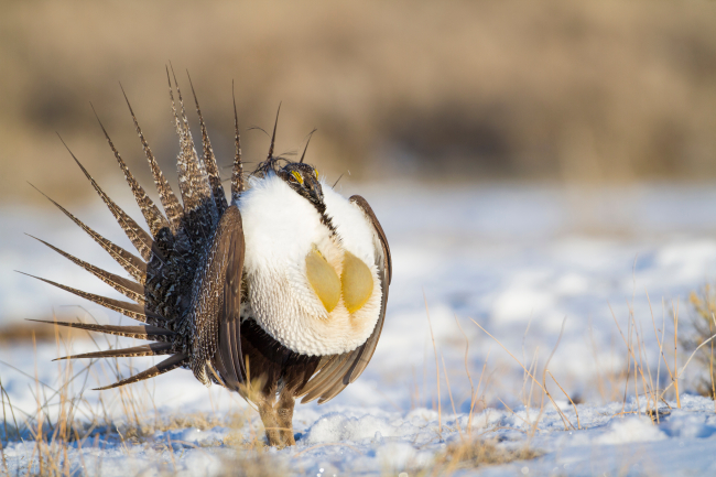 Male Sage Grouse